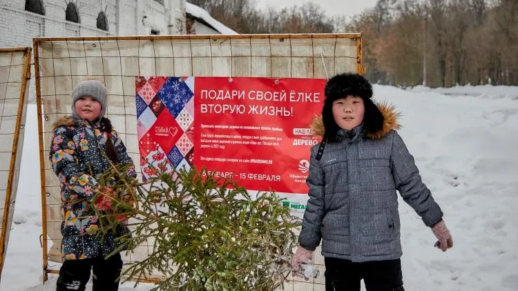 Более 182 кубометров елей сдали на переработку жители Красногорска