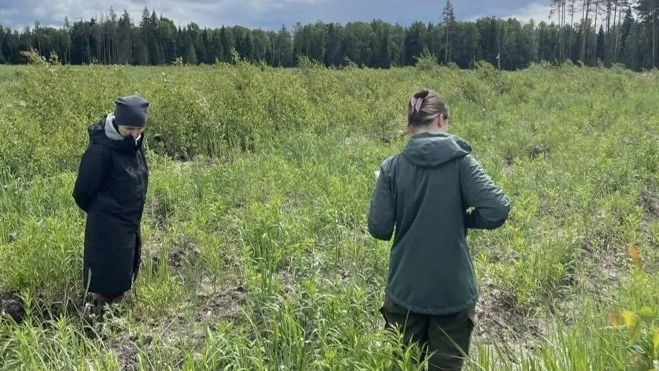 В Орехово-Зуеве ищут новые подходы к восстановлению лесов после пожаров