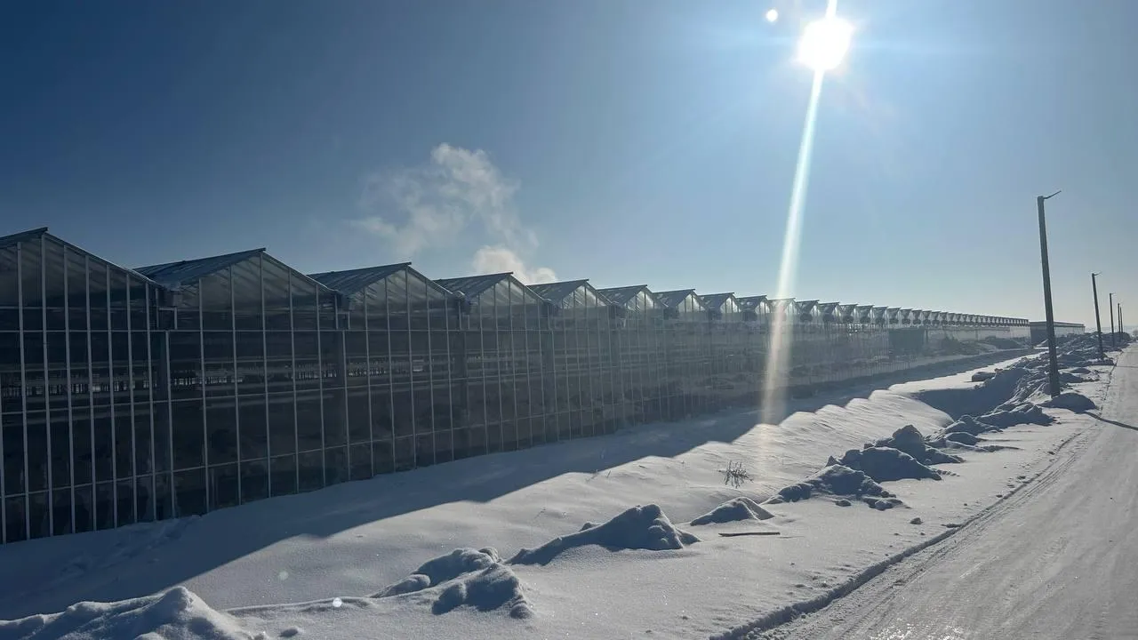 В Раменском округе Подмосковья строят тепличный комплекс для срезки 11,8 млн роз в год