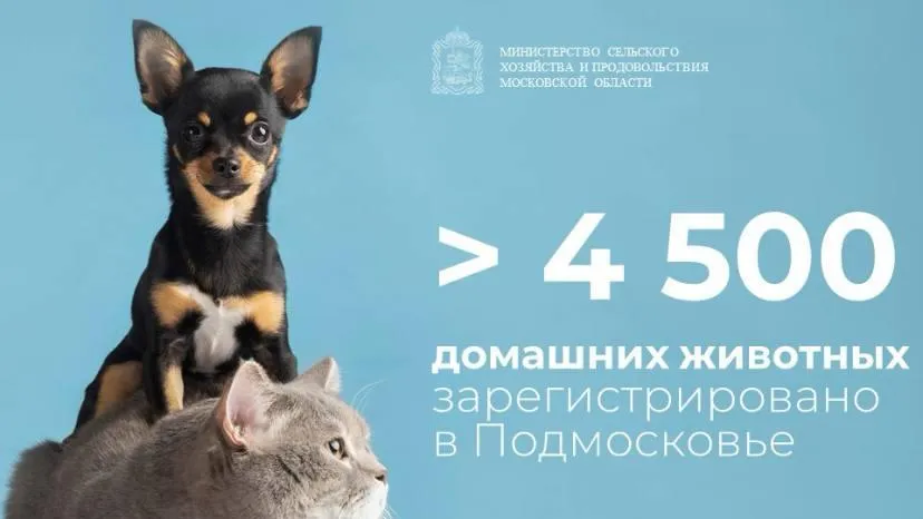 В Подмосковье зарегистрировано свыше 4,5 тыс домашних животных