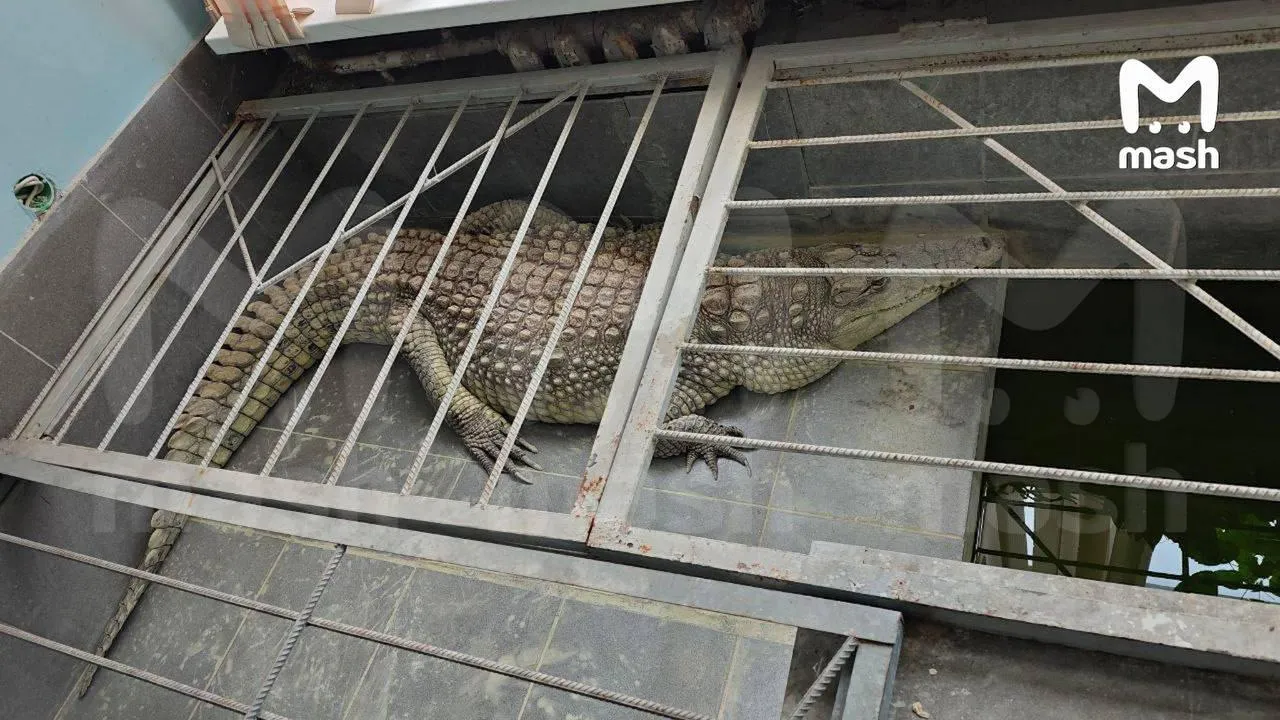 Жители Обнинска бьют тревогу из-за крокодила в редакции