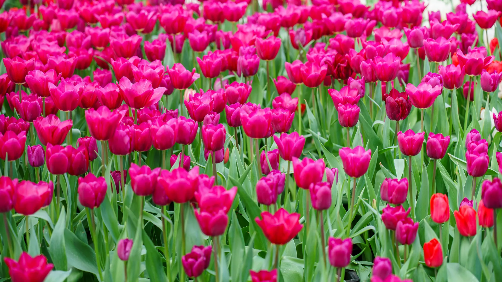 2,4 тыс тюльпанов украсят улицы Шаховской к весне