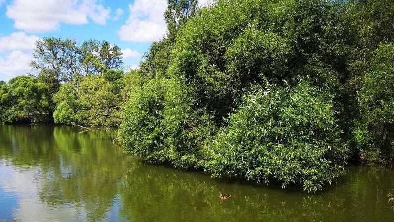 В Кашире и Серебряных Прудах установили границы водоохранной зоны и защитной полосы реки