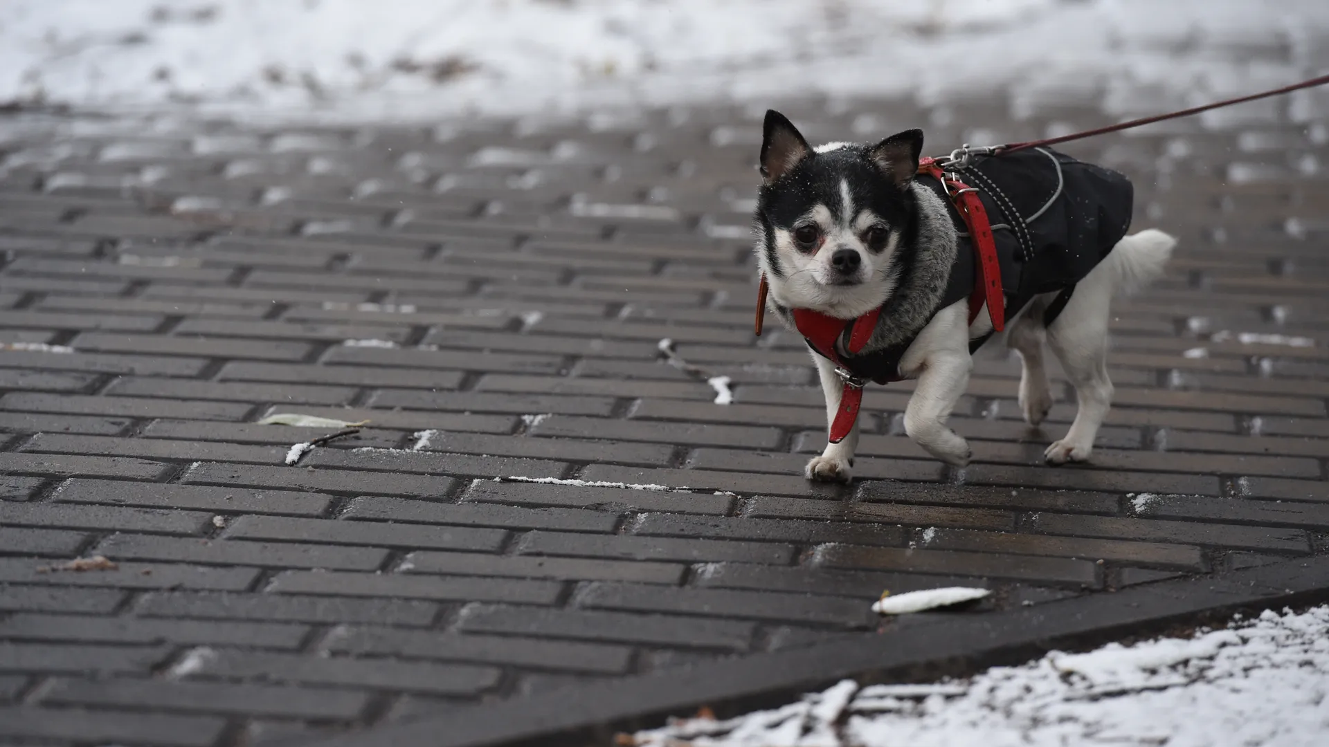 Ни площадок, ни уборки: 77% россиян в ужасе от условий выгула собак