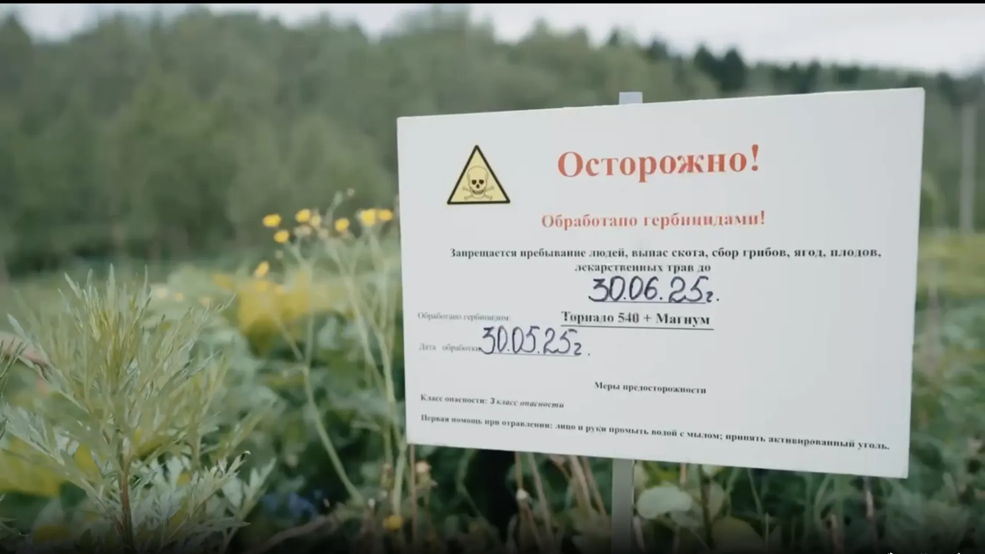 В Истре продолжается плановая обработка земель от борщевика Сосновского