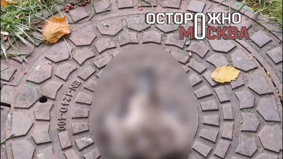 Подростки-живодеры издеваются над котами и птицами в Москве