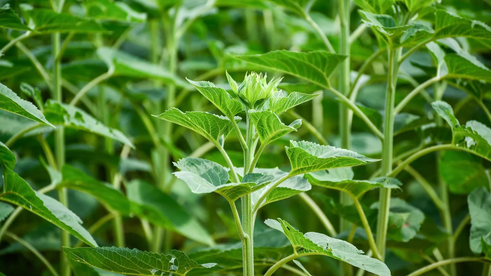 Фермер в Шатуре получил 52 га для садов и овощеводства