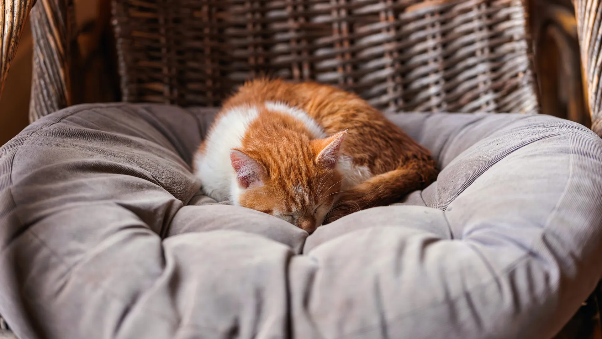 Котенок спит на мягкой подстилке