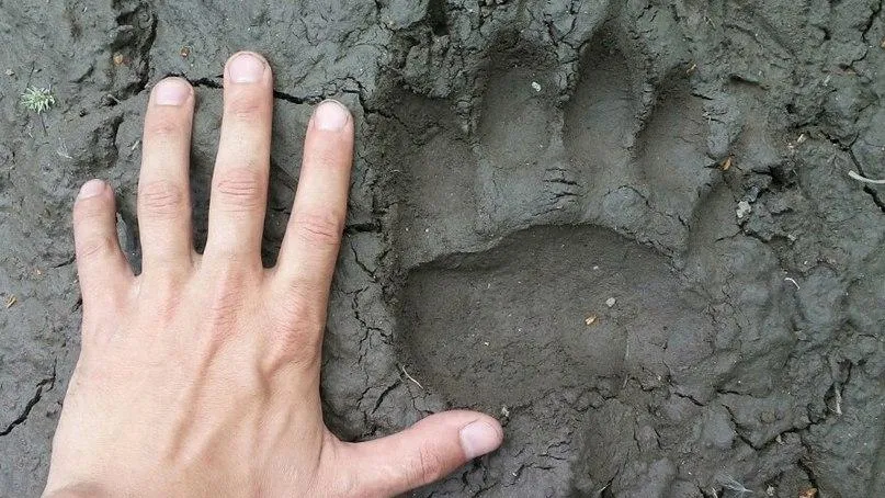 В Клину обнаружили местообитание бурого медведя