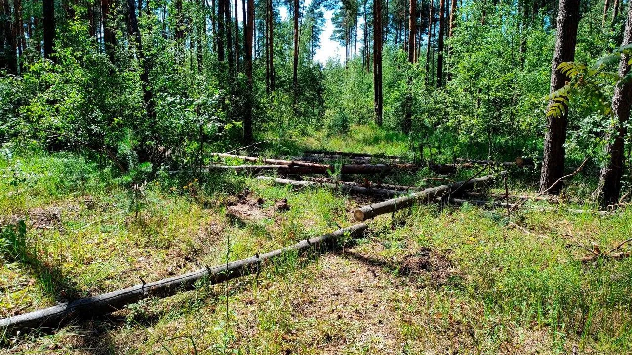 В Шатуре проводится выборочная санитарная рубка
