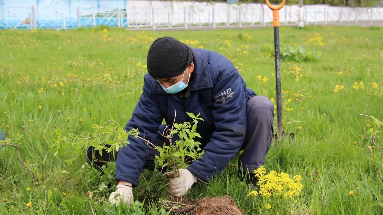 Более 260 кустарников и деревьев посадили в Красногорске в пятницу