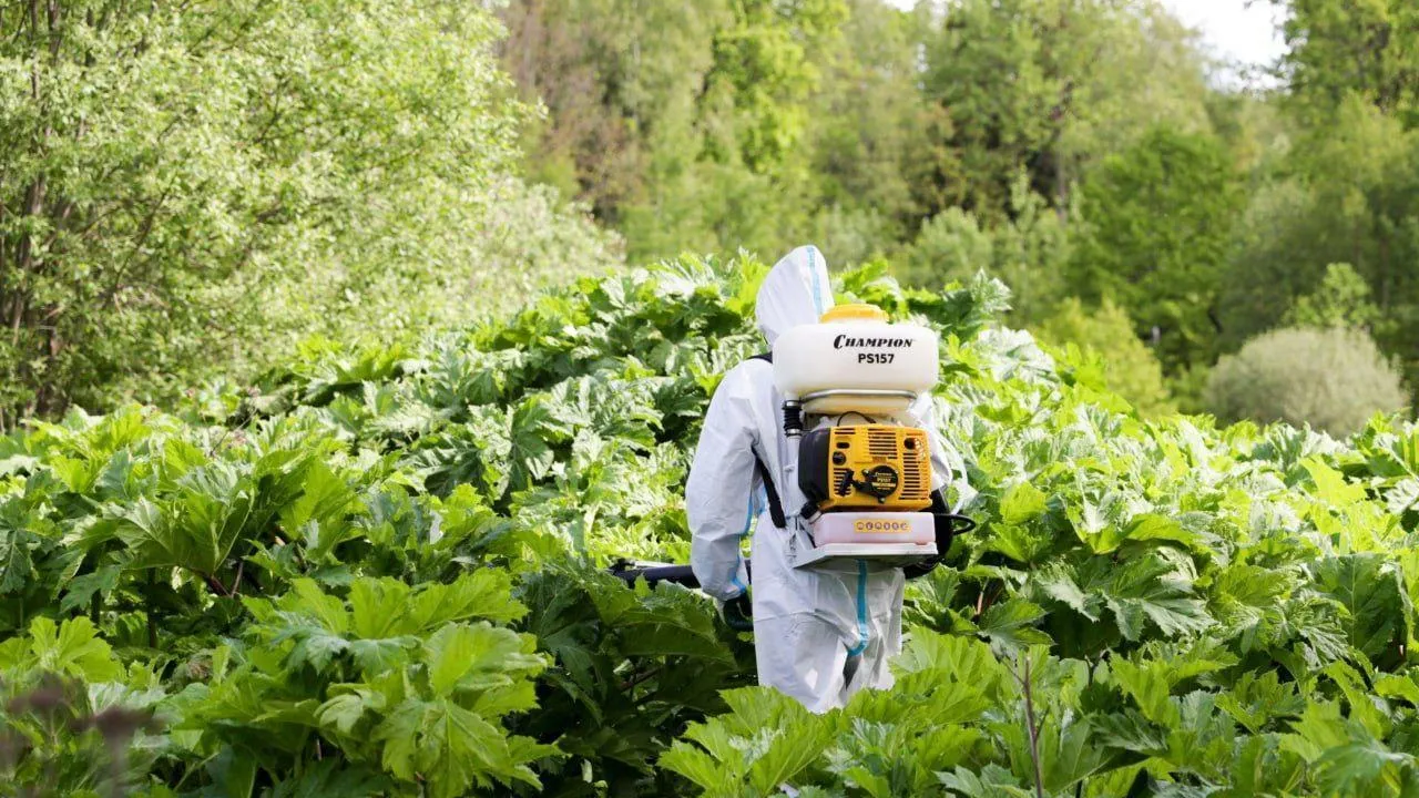 В Солнечногорске обработают более 63 га земли от борщевика