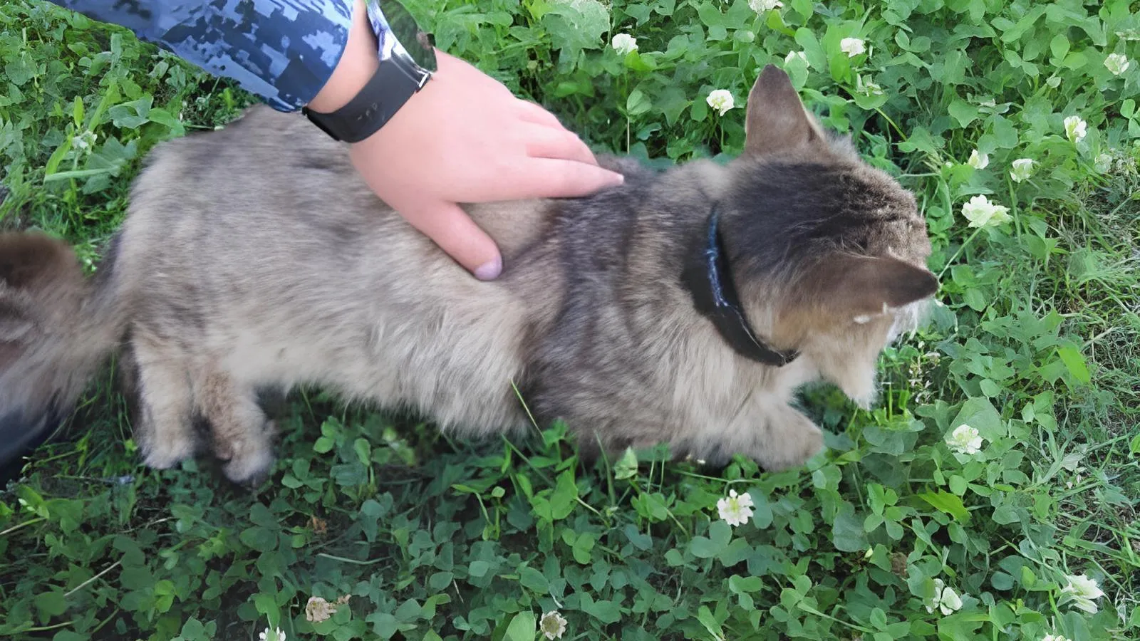 Ошейник с марихуаной: кота-наркокурьера задержали в колонии Нижегородской области