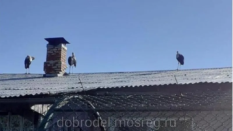 На краснокнижных аистов напали в Можайском округе