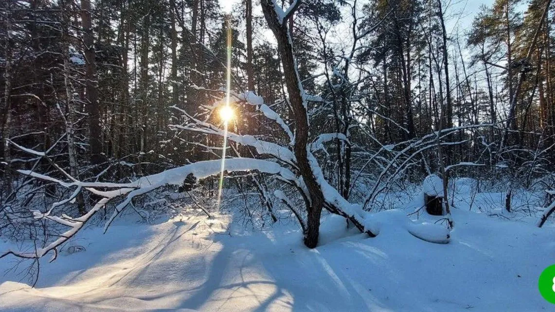 Комлесхоз Подмосковья подводит итоги голосования на самую лучшую зимнюю фотографию