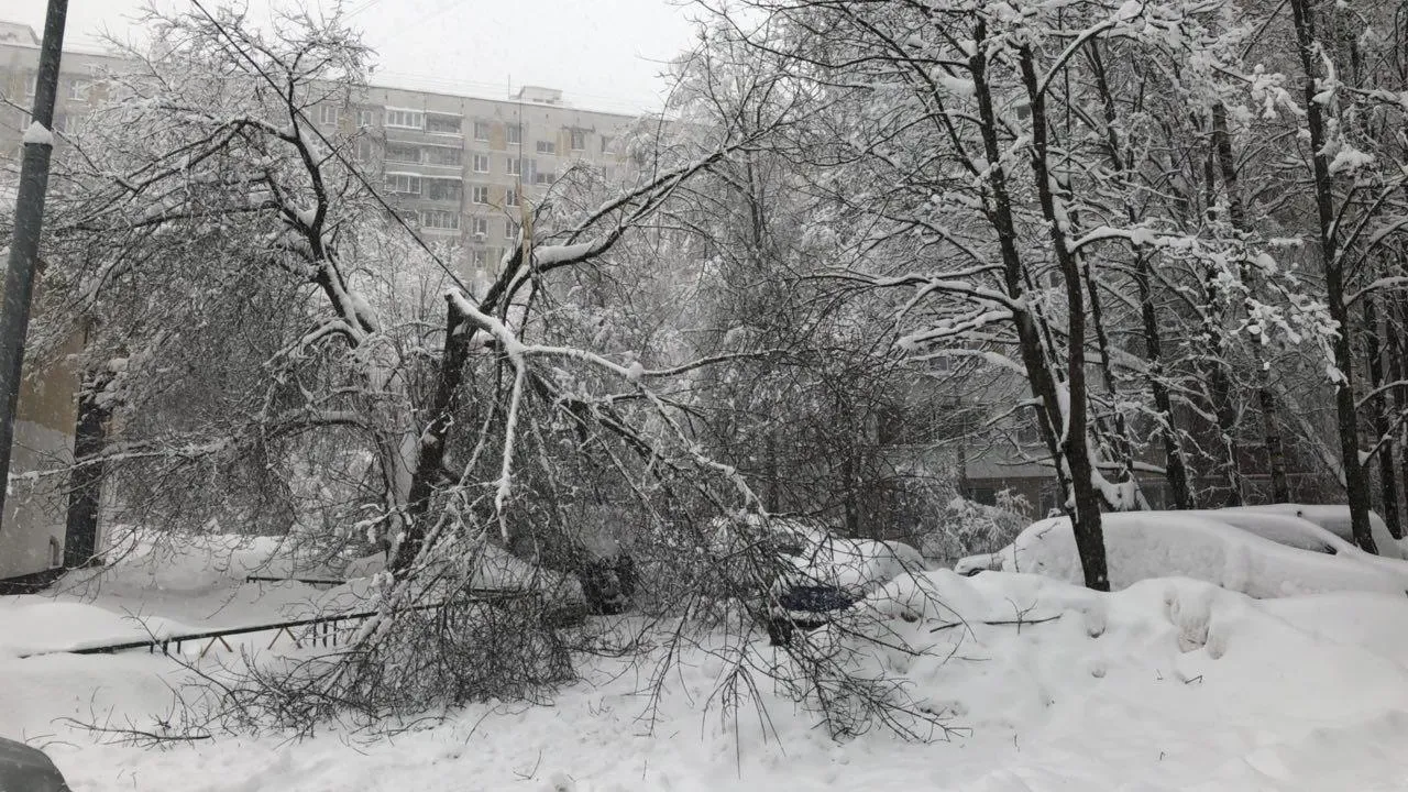 Подмосковные лесничие убрали десятки деревьев, упавших на дороги после порывистого ветра