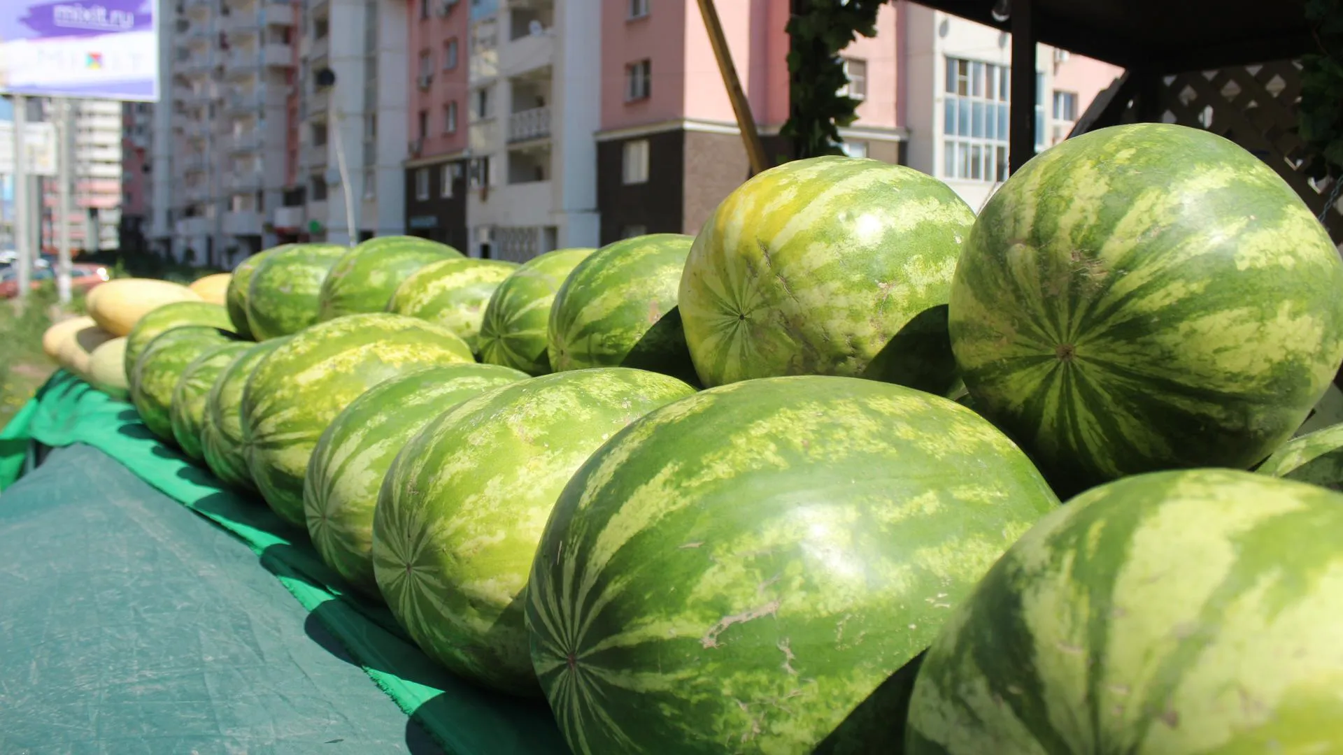 Более 1,1 тыс т арбузов и дынь продали на бахчевых развалах в Подмосковье с 1 августа