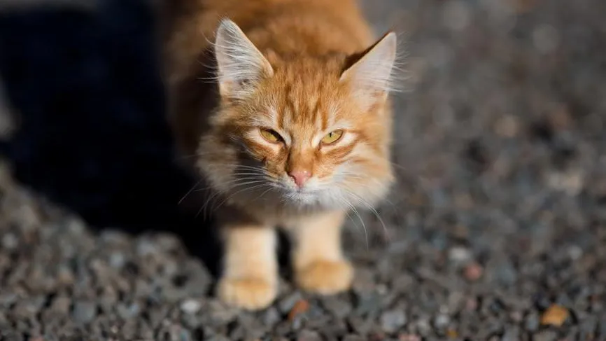 У верифицированных приютов и зооволонтеров на «Авито» будет больше возможностей