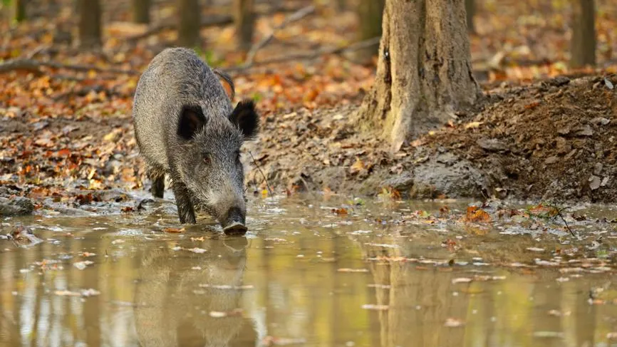 Не кормить и избегать поросят: что делать, если случайно встретили кабана