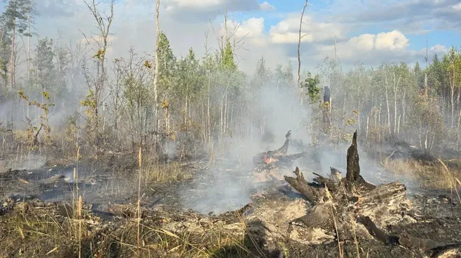 В Луховицах потушили лесной пожар у деревни Ольшаны 20 сентября