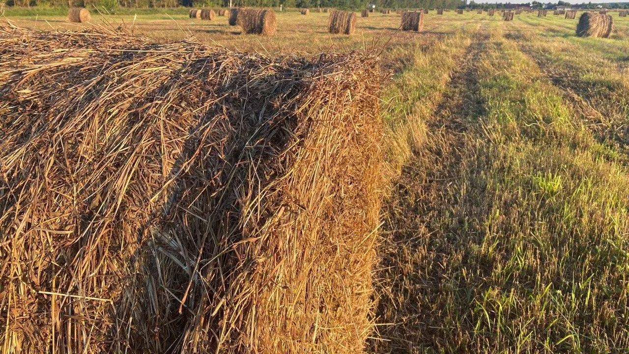 Фермеры Подмосковья получили более 1,9 тыс га земли для развития сельского хозяйства
