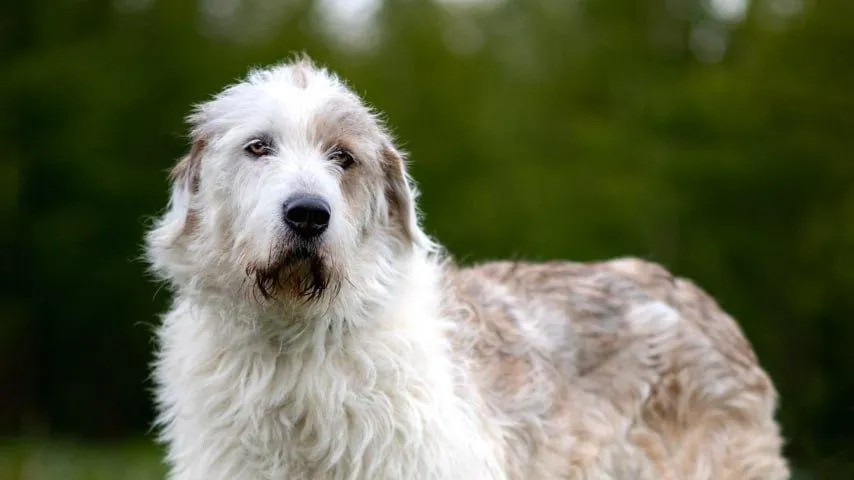 Кошки и собаки из приютов соберутся на фестивале WOOF ради поиска новой семьи