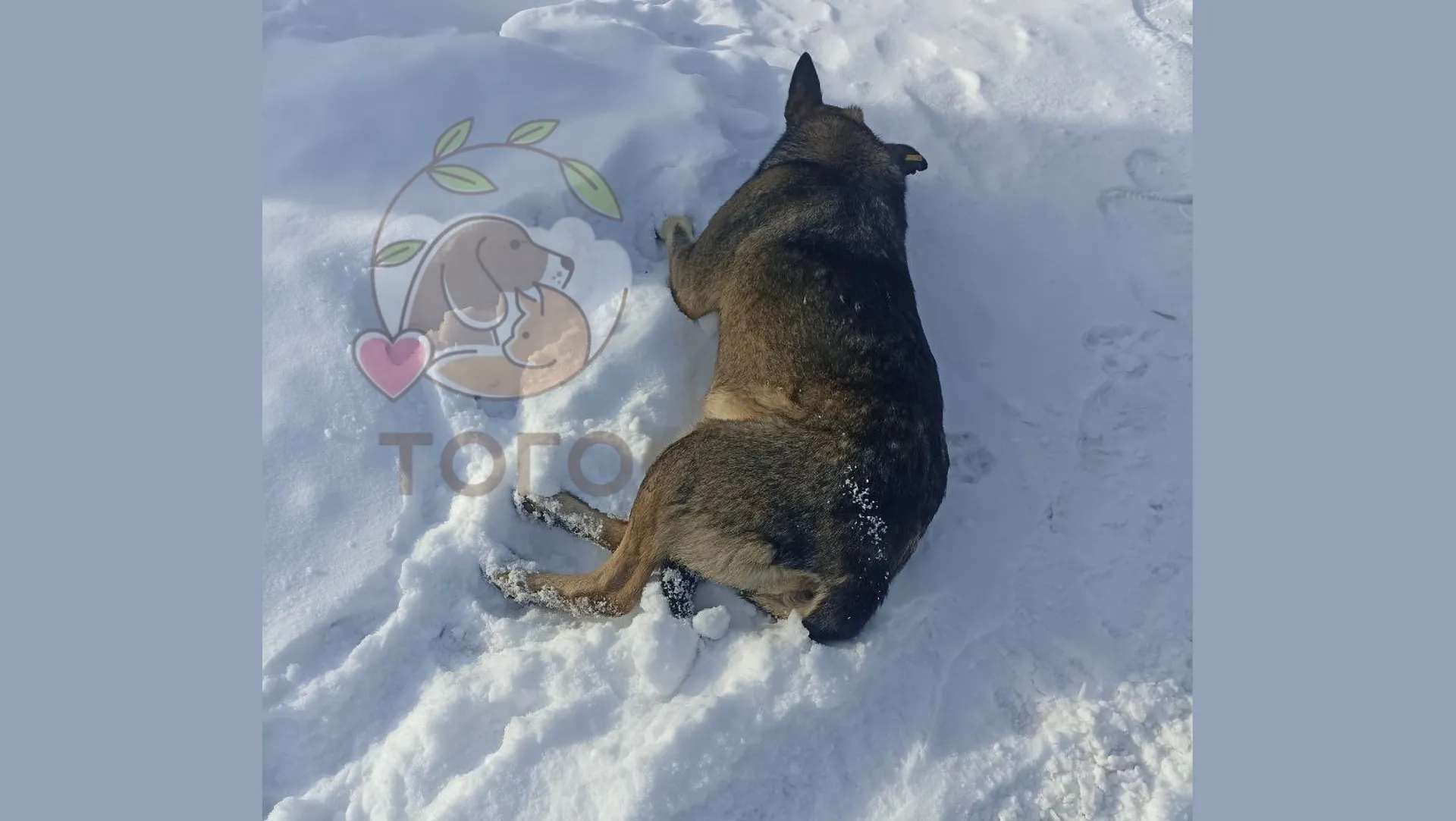 Приют для животных «Того», г. Челябинск / VK