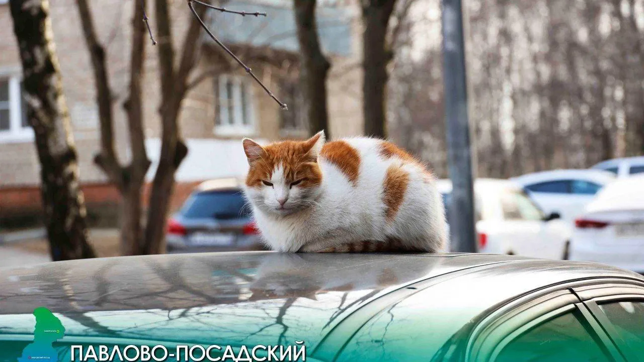 Вопросы ремонта жилфонда обсудили жители Павловского Посада с замглавы округа
