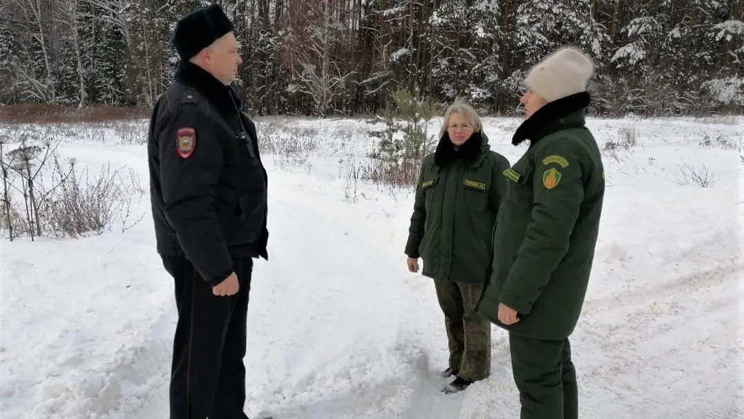 Около подмосковной деревни поймали нарушителя, срубившего молодую ель