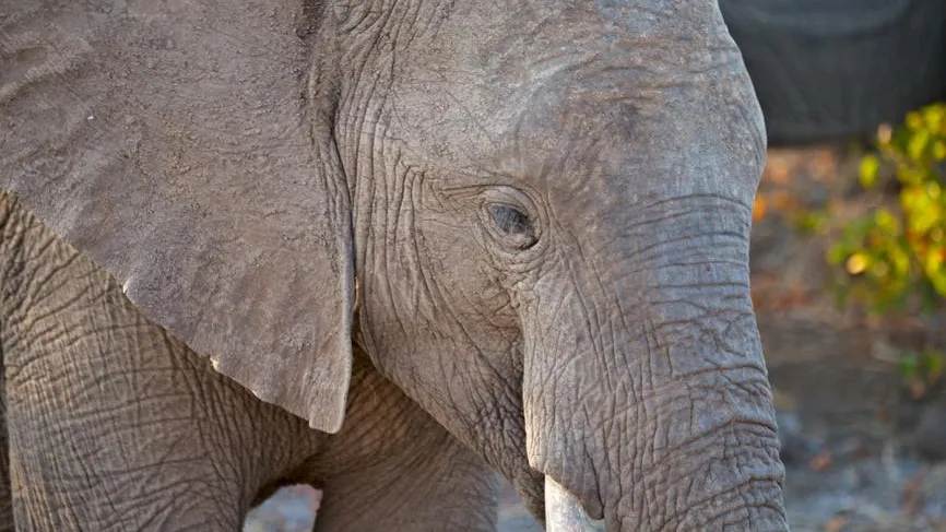 Турист вылез из палатки и был затоптан слоном в Таиланде