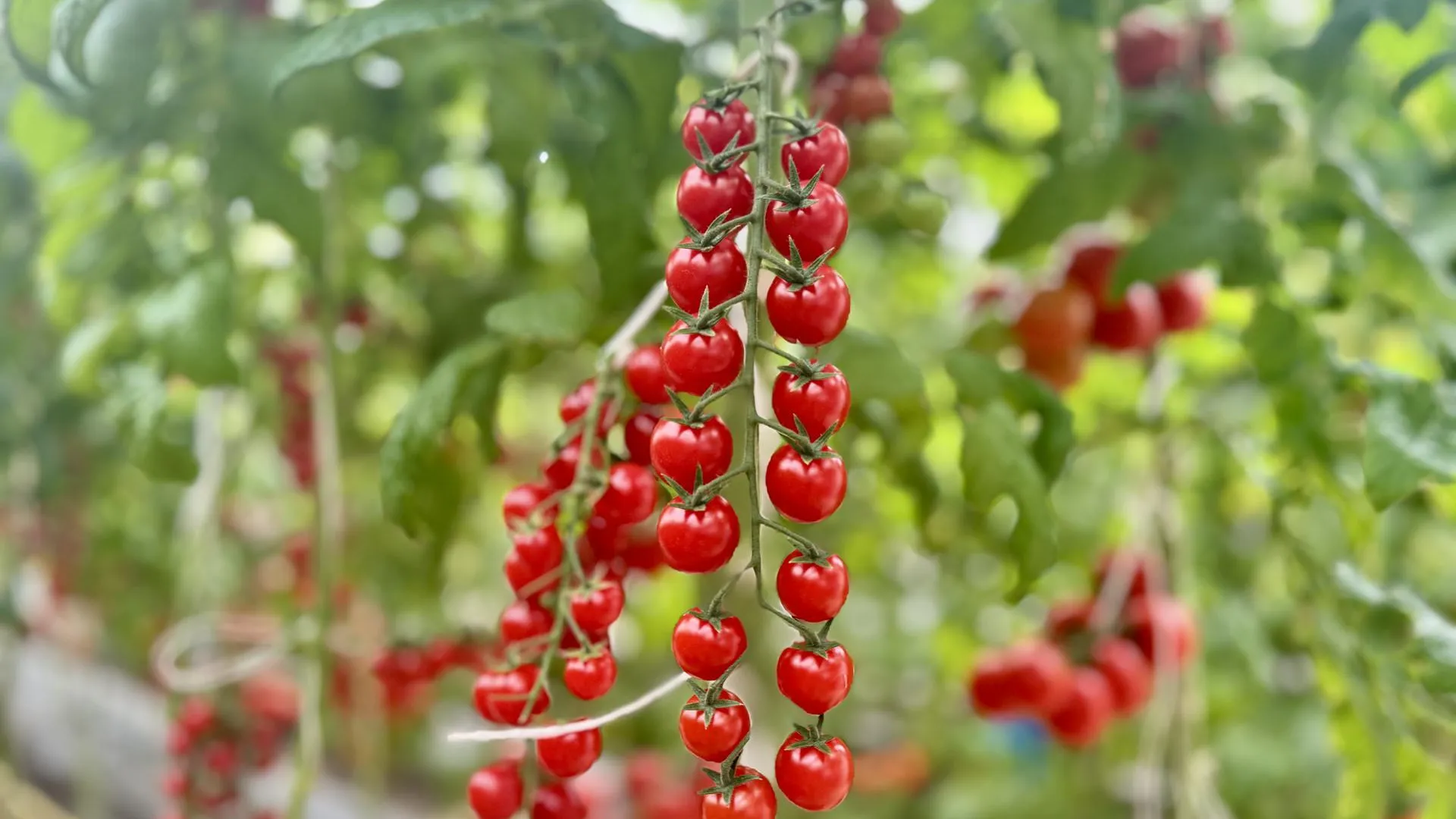 Любителям соленых помидоров дали рецепт правильной засолки их лакомства