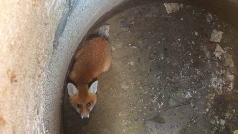 Спасатели в Чехове вытащили лисенка, упавшего в яму