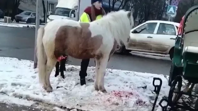 Опубликовано видео аварии с лошадью в Климовске