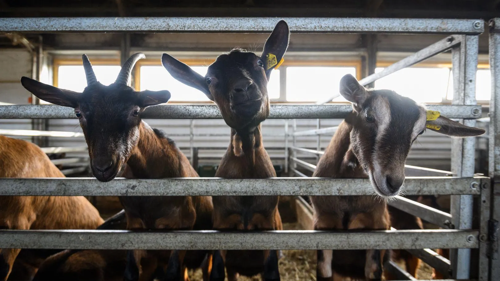 Эко-ферма «Былинкино» в Луховицах проведет новогодние гуляния с 20 декабря по 20 января