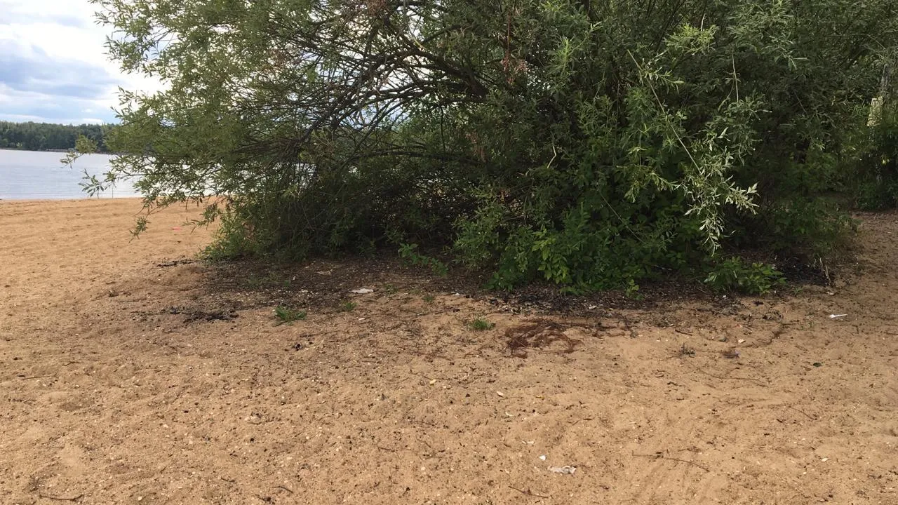Береговую зону Истринского водохранилища привели в порядок