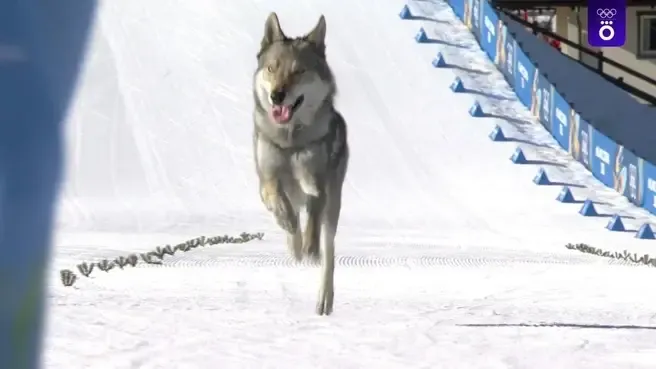 Скриншот из трансляции Okko