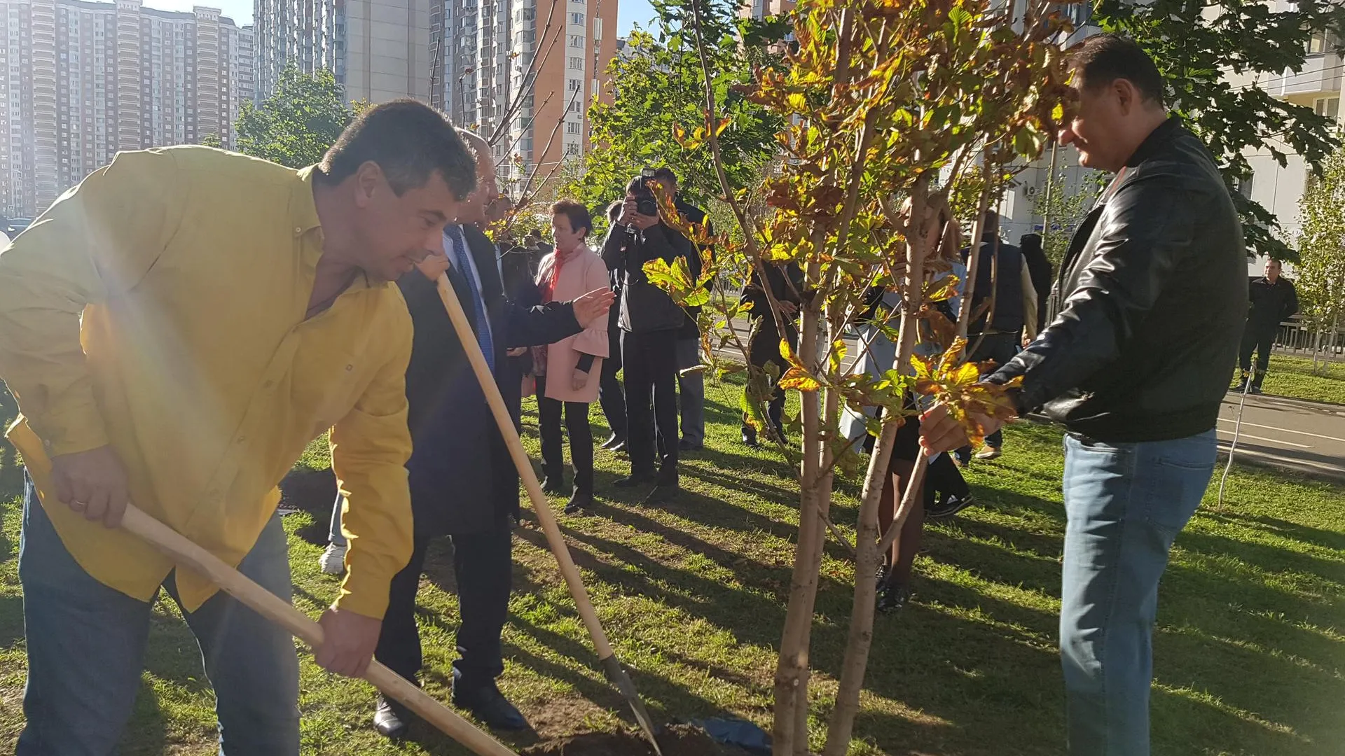 Аллею каштанов высадили в Красногорске к 25‑летию Мособлдумы
