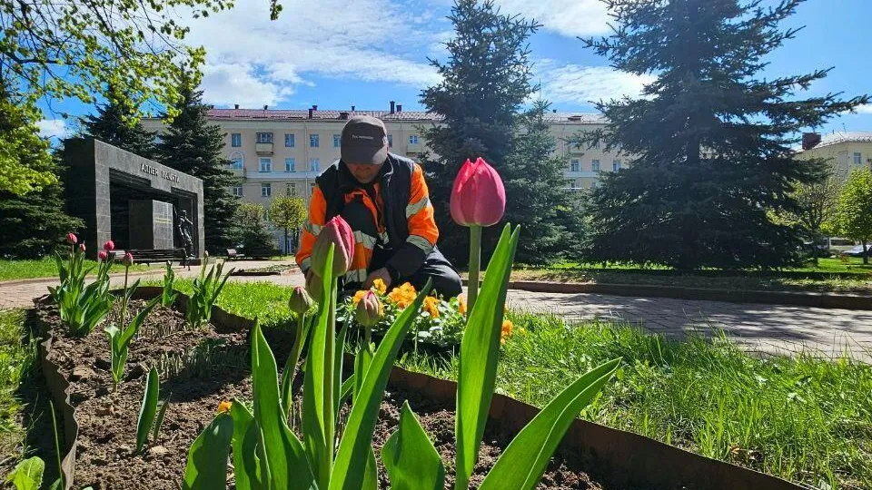 В Клину высадят около 90 тысяч цветов в 2026 году