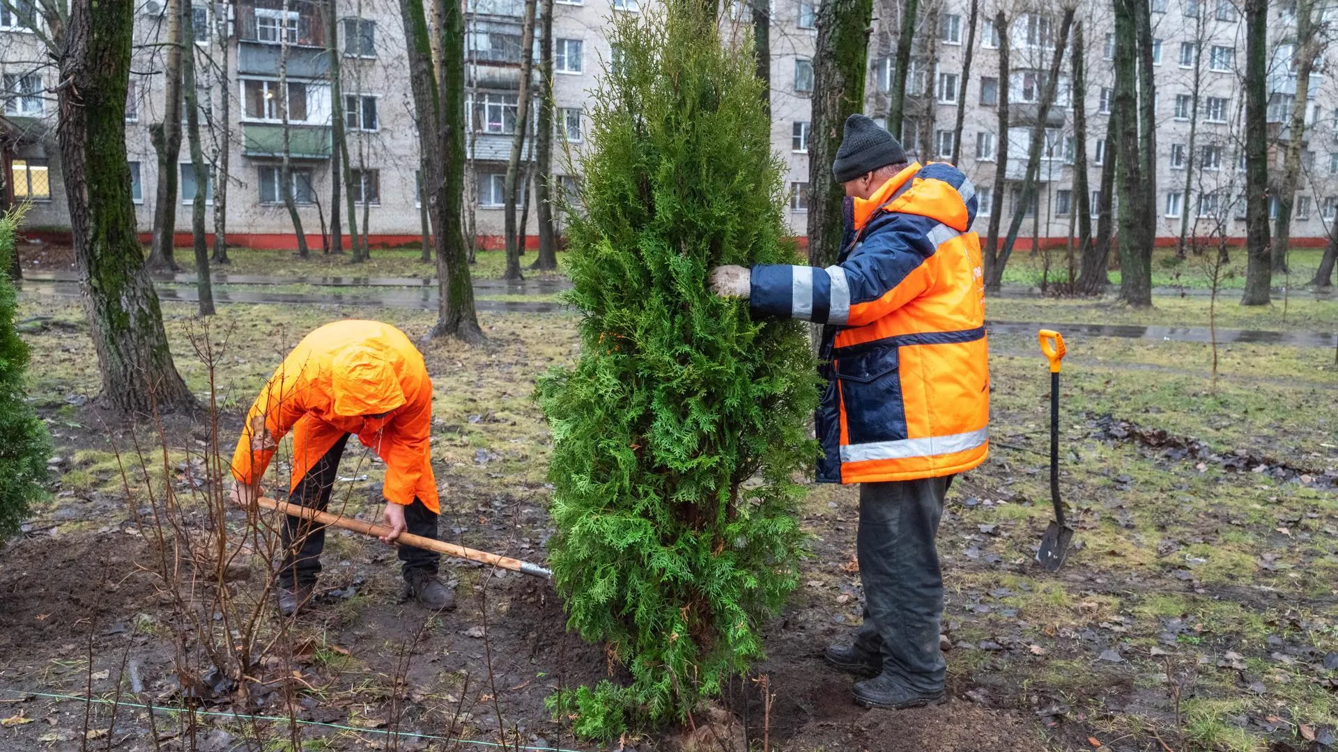 В Реутове продолжается озеленение придомовых территорий