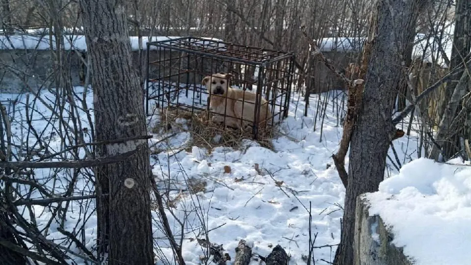 Охотники в Приморье посадили собаку в клетку в качестве приманки для тигра