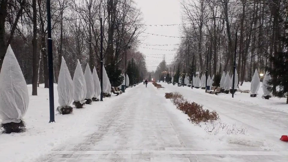 Молодые туи в подмосковном парке Островского подготовили к зиме