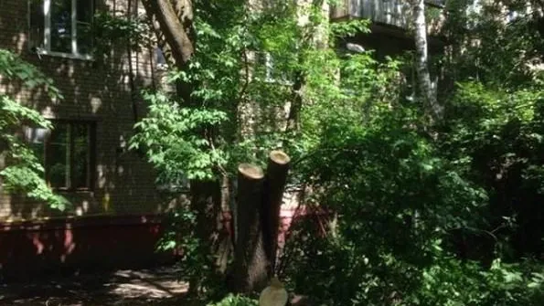 УК из Королева удалила более 20 аварийных деревьев в июне