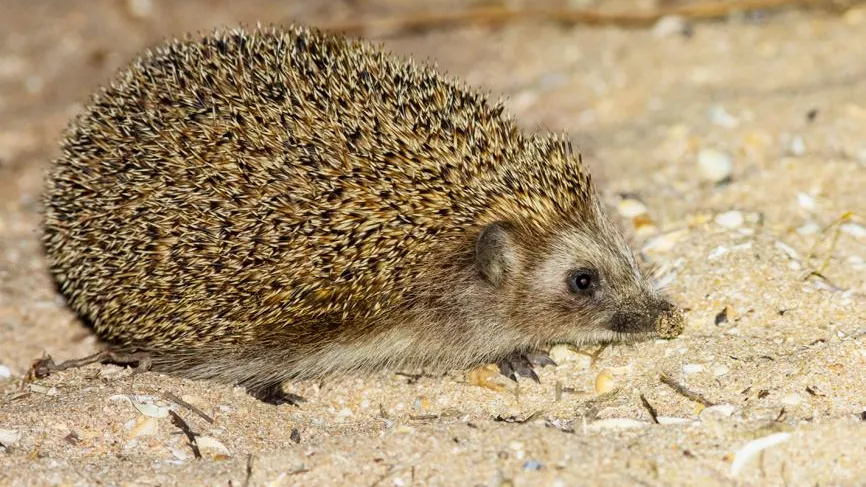 Виктор Славгородский / Фотобанк Лори