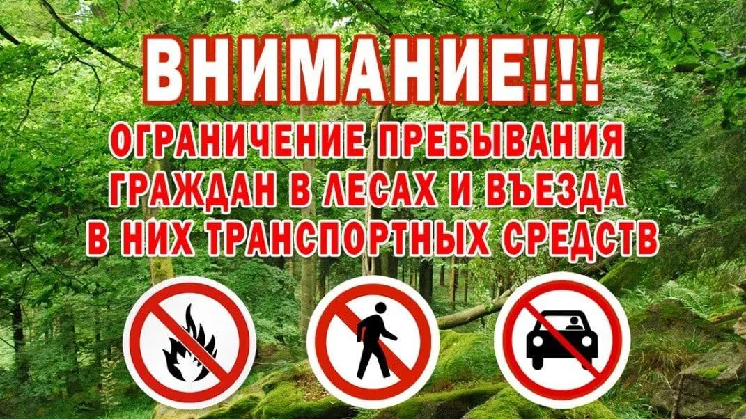 Жителей Дзержинского попросили воздержаться от посещения лесов до 19 сентября