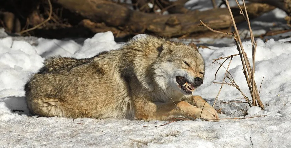 Валерия Попова / Фотобанк Лори