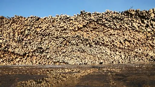 Услуга по купле‑продаже древесины станет доступна онлайн в Подмосковье до конца 2018 года