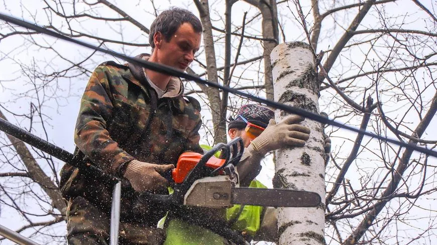 88 сухостойных деревьев удалили в Мытищах с 1 апреля
