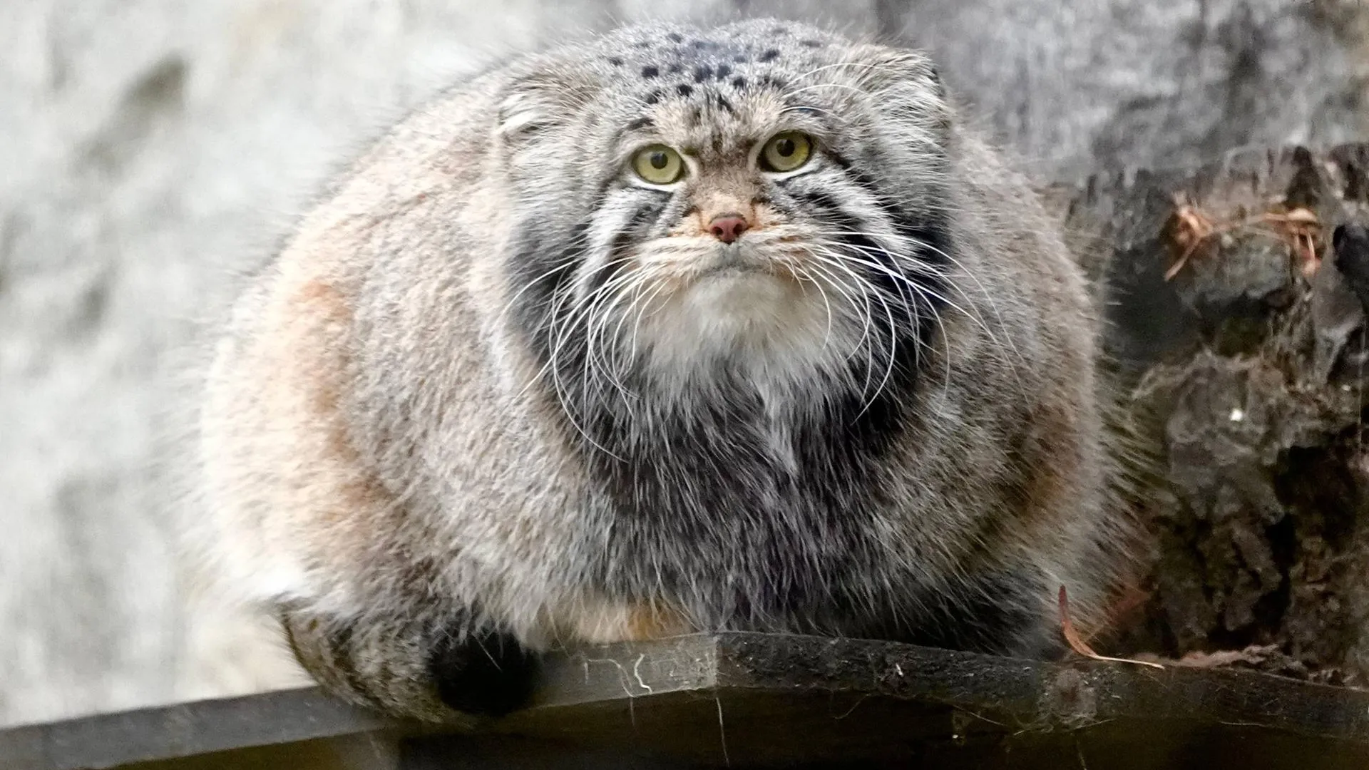 Московский зоопарк