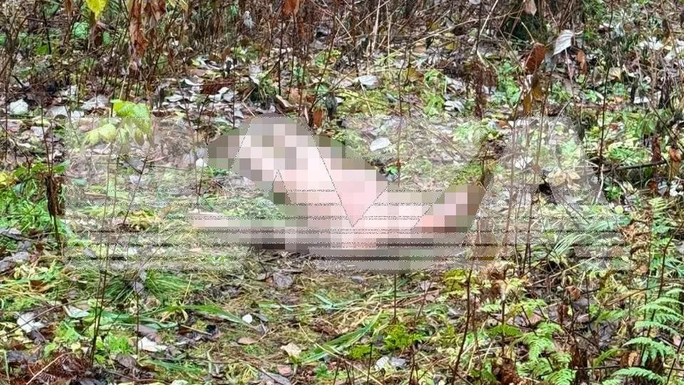 Жуткая находка: голый труп женщины без головы нашли в лесопарке Екатеринбурга