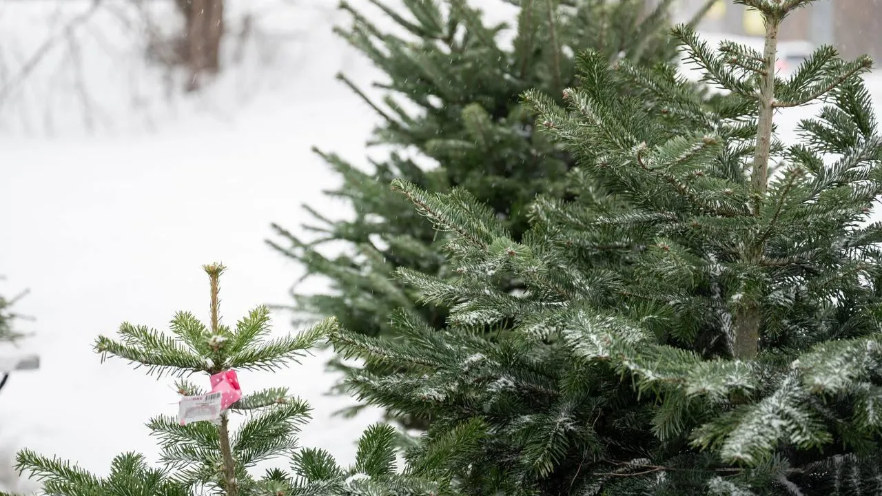 На территории Ленинского округа откроются более 20 елочных базаров